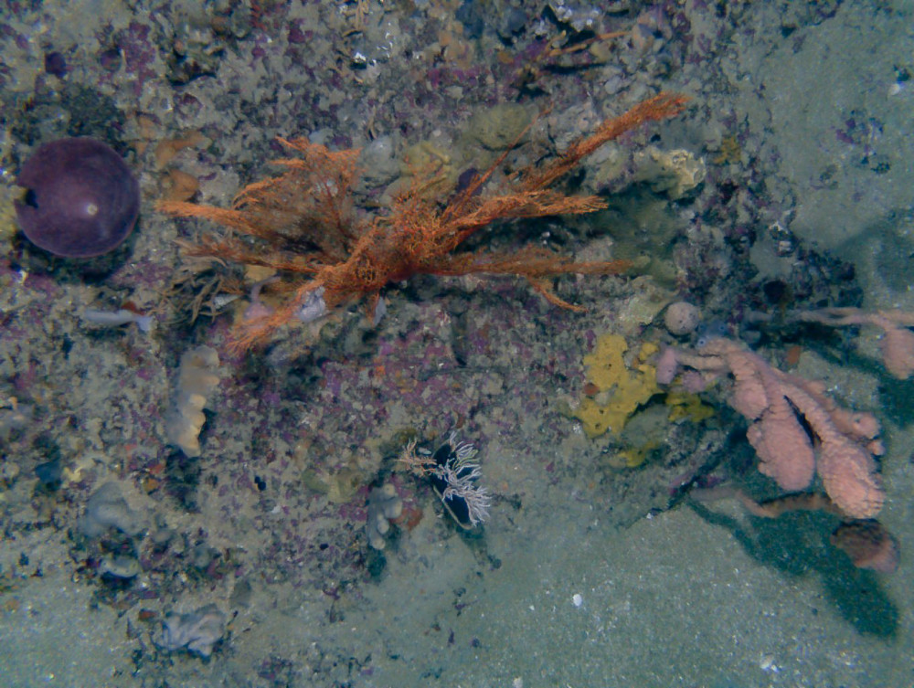 Flinders NW 2017 Gorgonian Coral Nicholas Perkins