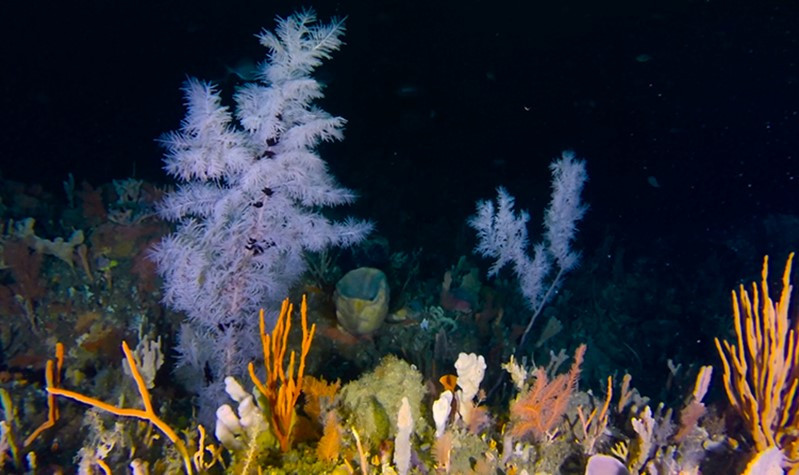 Freycinet MPA Black Coral And Invertebrate Community On Granite Reef