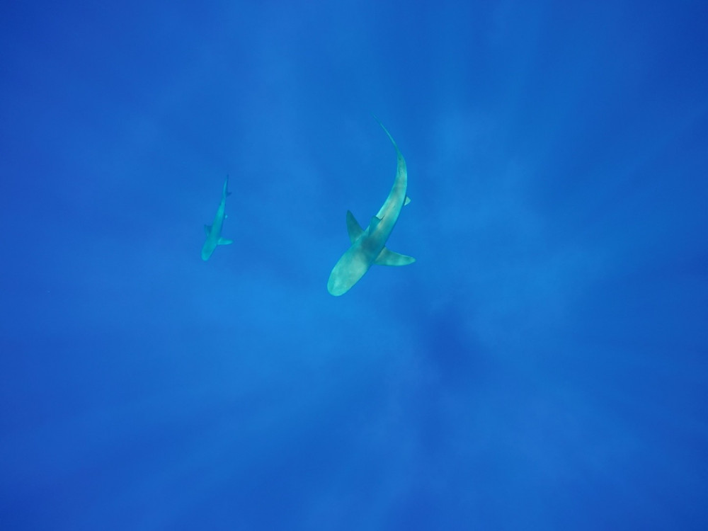 Galapagos Shark