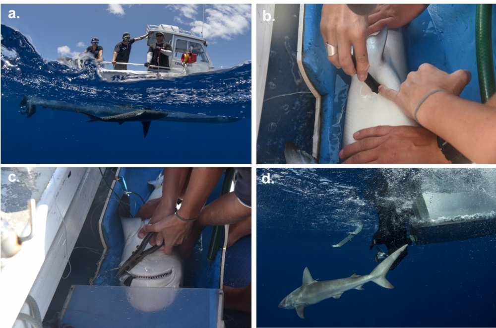 Galapagos Shark Tagging