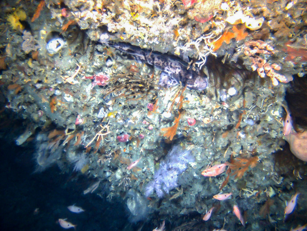 Joes Reef 2014 Black Coral Draughtboard Shark Butterfly Perch Nicholas Perkins