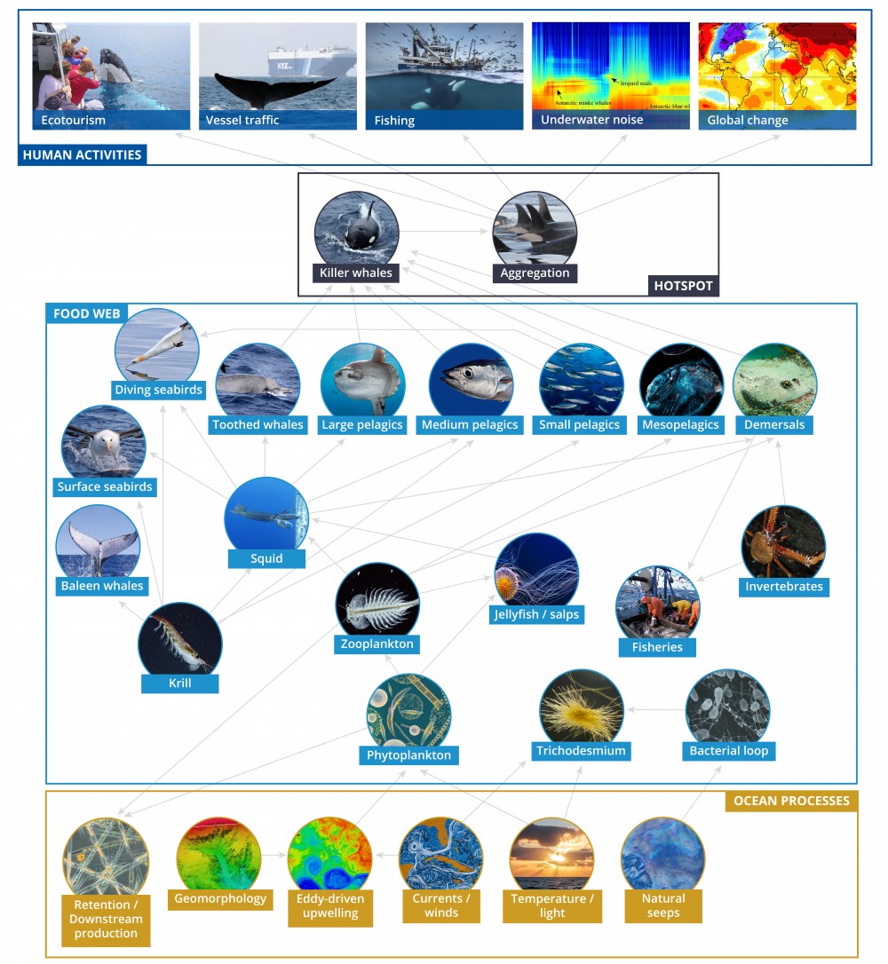 Conceptual model of the Bremer ecosystem 