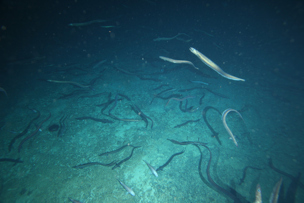Patience seamount aggregation of Basketwork Eels (source; CSIRO).jpg