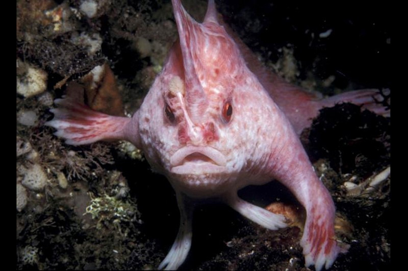 Pink Handfish Source Karen Gowlett Holmes