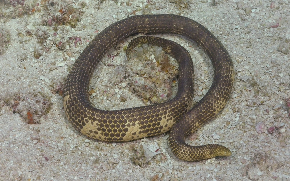 The short-nosed sea snake, thought to be extinct in the Ashmore Reef region, was re-discovered during the voyage