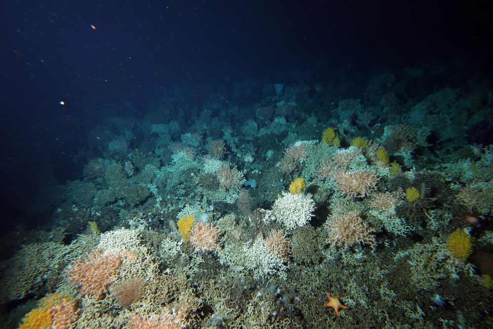 Solenosmilia Coral Reef With Unidenitfied Solitary Yellow Coral Csiro 1