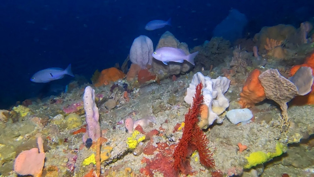 Sponge Dominated Habitats In Franklin Marine Park As Observed Via A Drop Camera System IMAS 1