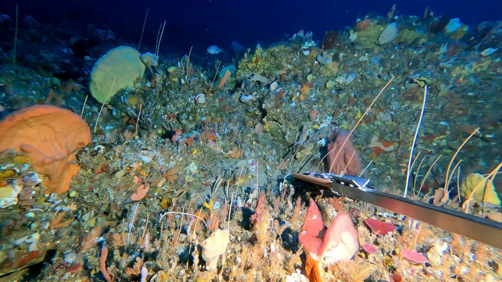 Tasman Fracture MPA Sessile Invertebrate Communities 1