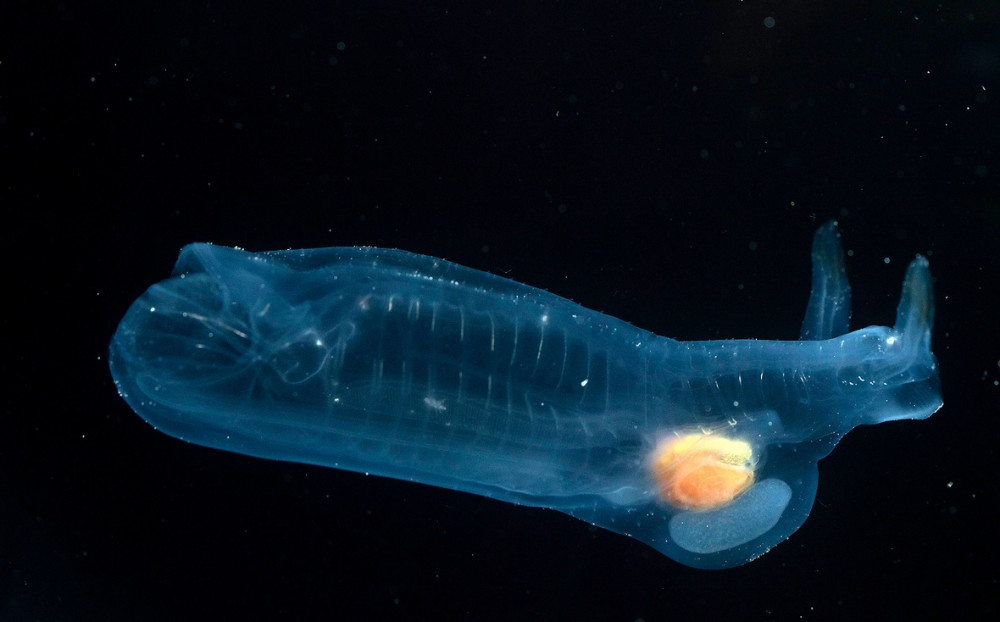 Twin Sailed Salp Credit Mike Stukel T