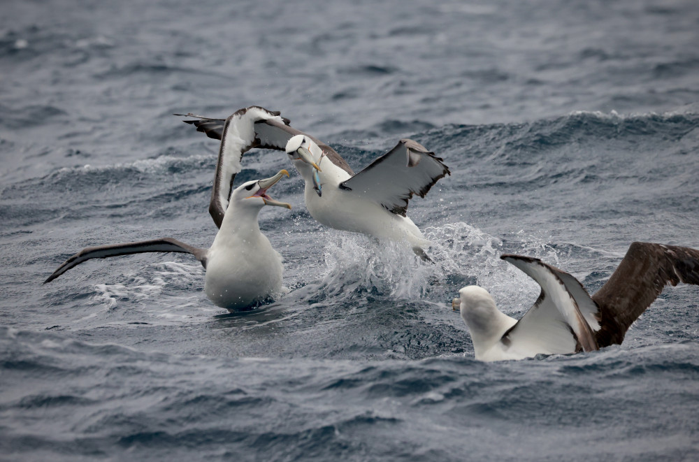 Wild Ocean Tasmania Shy Albatross 2 1