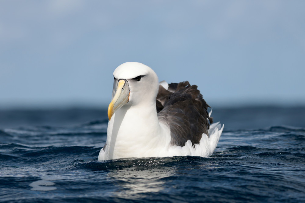 Wild Ocean Tasmania Shy Albatross 6