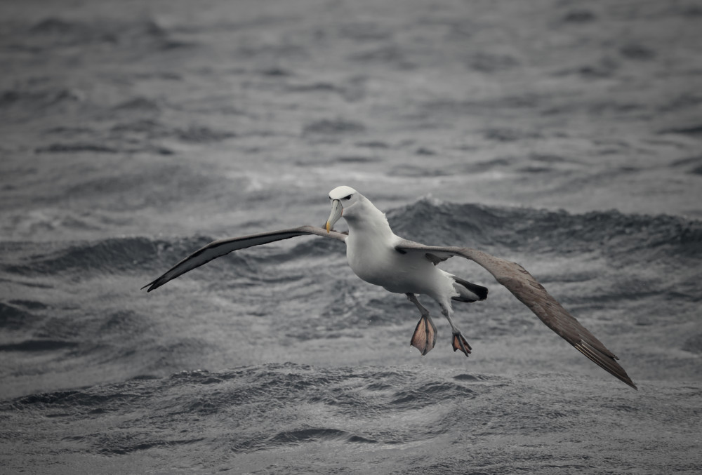 Wild Ocean Tasmania Shy Albatross 1