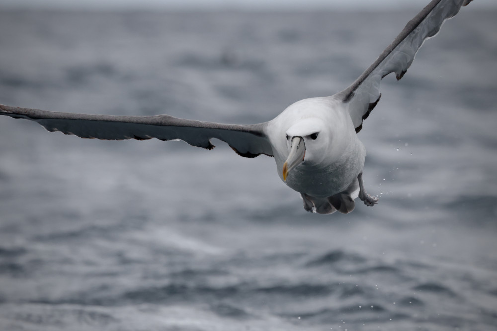 Wild Ocean Tasmania Shy Albatross 3