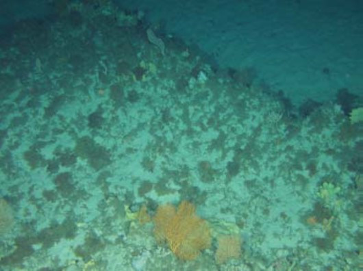 Zeehan Rocky Limestone Reefs Source Williams Et Al