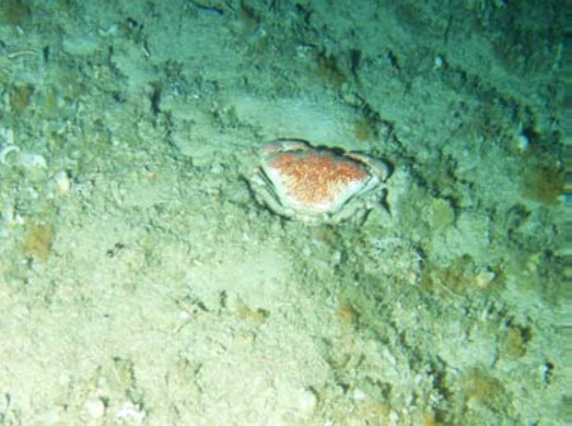 Zeehna MPA Coarse Sediments Featuring Giant Crab Pseudocarcinus Gigas Source Williams Et Al