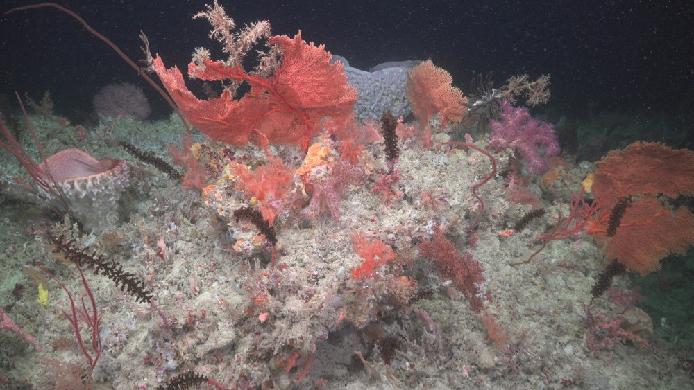 Diverse benthic communities were observed in the mesophotic zone at Ashmore Reef, including a mix of colourful sponges, gorgonians and soft corals