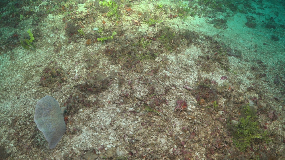 Halimeda beds in the shallow mesophotic at Ashmore Reef. These habitats are home to a diverse array of marine species and contribute greatly to the diversity of the reef.