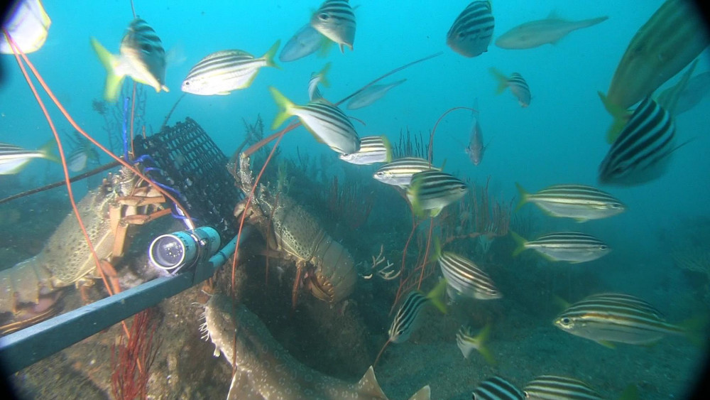 Eastern rock lobsters and Mado (Atypichthys strigatus)