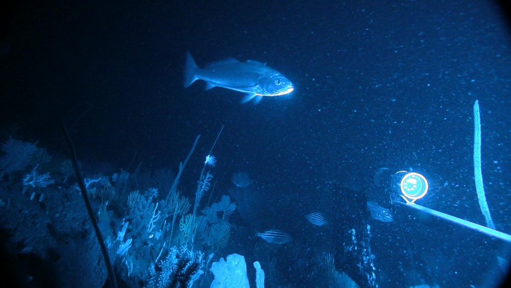 Teraglin fish taken with Baited Underwater Video System at 90 m