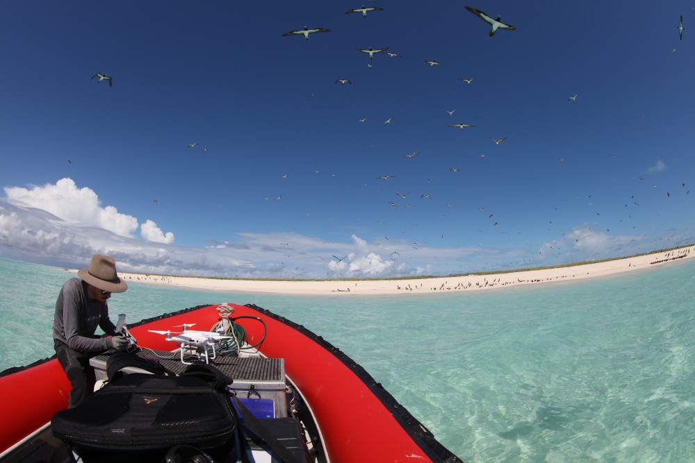 Figure 1. Preparing one of the drones to map vegetation on Middle Island (Image: Ru Somaweera, CSIRO) 