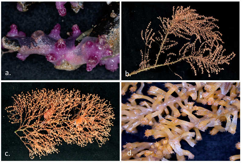 Specimens of new octocoral species CSIRO