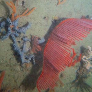 Soft coral and sponge community, Kimberly Marine Park