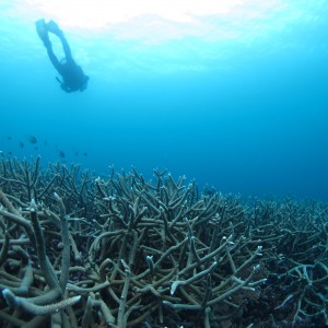 Diver swimming over coral reef
