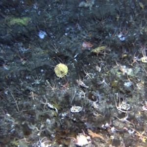 Benthic community