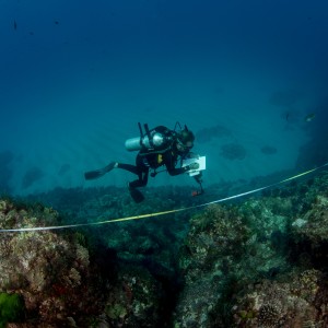 Reef Life Survey volunteer on Ruperts Reef, Lord Howe Island Marine Park