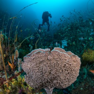 Temperate reef biodiversity