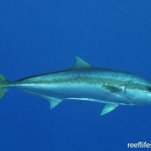 Yellow-tail Kingfish 