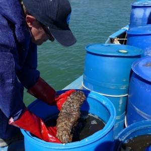 Sea cucumber 