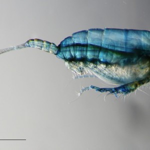 Copepod