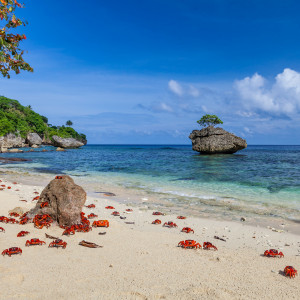 Red crab migration on Christmas Island