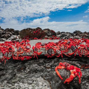 Red crab migration on Christmas Island