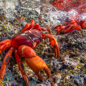 Red crabs on Christmas Island