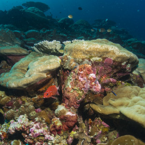 Coral in Christmas Island