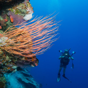 Coral in Christmas Island