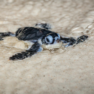 Baby sea turtle in Christmas Island