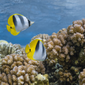 Butterfly fish in Cocos (Keeling) Islands