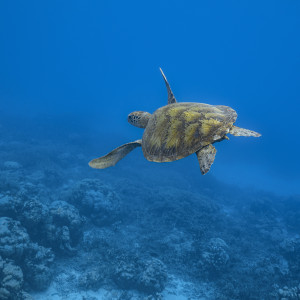 Sea turtle in Cocos (Keeling) Islands