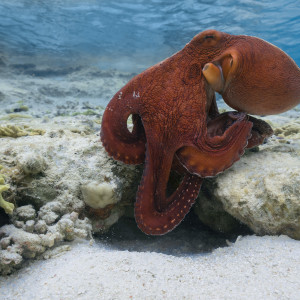 Octopus in Cocos (Keeling) Islands