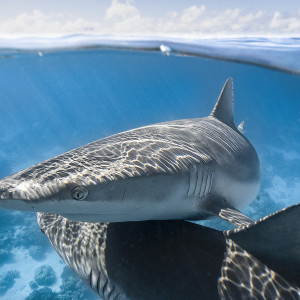 Sharks in Cocos (Keeling) Islands