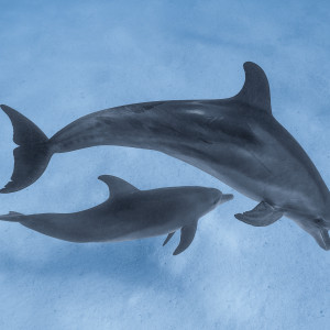 Dolphins in Cocos (Keeling) Islands