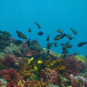 School of Parrot fish at Houtman Abrolhos Marine Park