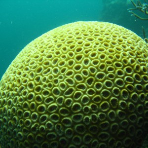 Brain coral in Houtman Abrolhos Islands