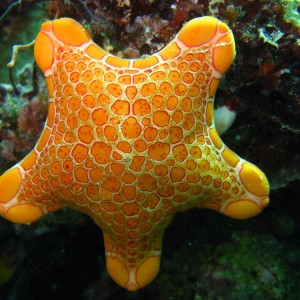 Seastar at Abrolhos Marine Park 