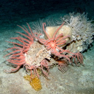 Brisinglid sea stars