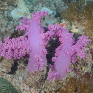 Soft coral on Carpentaria Shoal