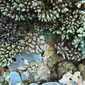 Cartier Island benthic coral community